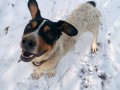 ogłoszenie