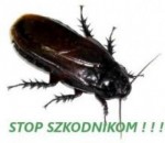 P.U.H.KAJA DEZYNSEKCJA-DERATYZACJA HACCP