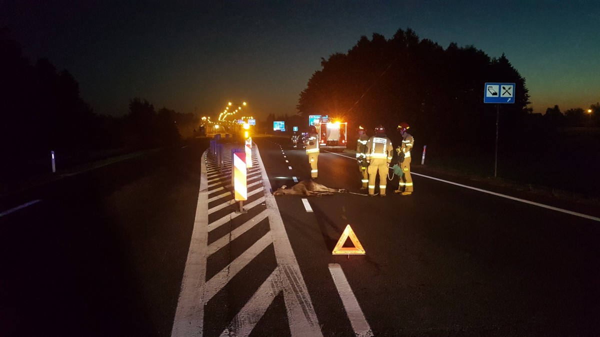 Wypadek na drodze krajowej nr 25 w Starym Mieście. Zginął łoś