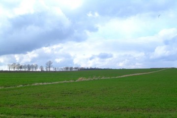 Ślesin - Kupię grunt rolny