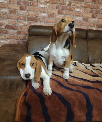 Psy pieski Beagle bigle