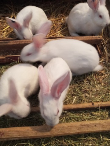 Sprzedam króliki termondzkie białe Zdrowe