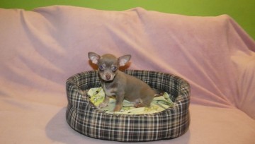 Chihuahua piesek błękitny 2300 zł.