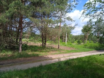 Duża działka 62ar z lasem w miejscowości Kawnice gm. Golina