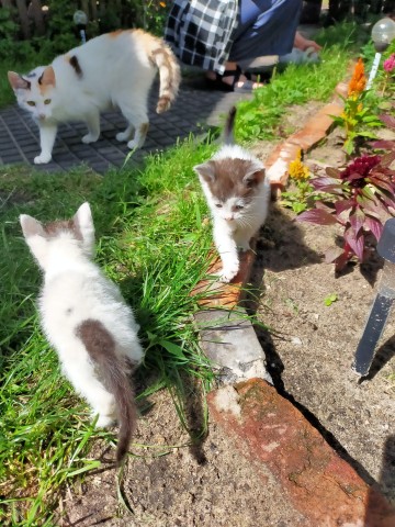 Małe kotki szukają nowego domu
