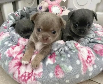 Szczenięta Chihuahua