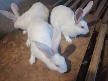 Sprzedam króliki rasowe 3 rasy królików niespokrewnione