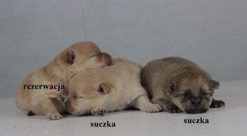 Szpic Miniaturowy / Pomeranian - suczki
