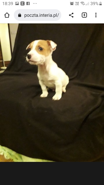 Jack Russell Terrier kennel club