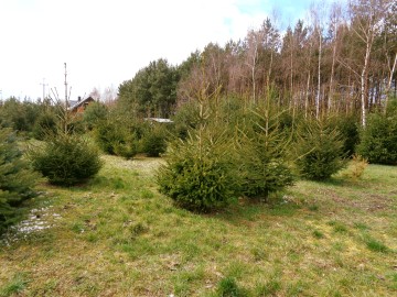 Dom deweloperski w sąsiedztwie lasu – Okolice Ślesina