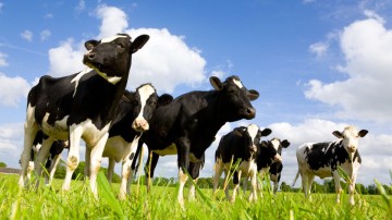 Pożyczka dla rolników na zakup zwierząt bez BIK i z komornik
