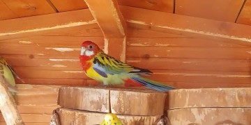 Papuga Rozella Białolica samiczka 23r.