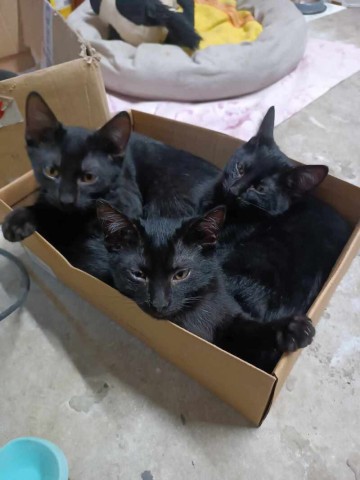 Trzy kociaki dla troskliwych opiekunów