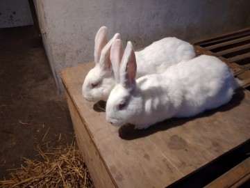 Samice i samce króliki rasowe termondzkie białe Zdrowe