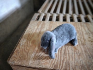 Baran francuski niebieski króliki rasowe Ładne Zdrowe