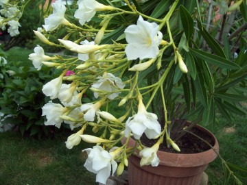 Oleander pospolity