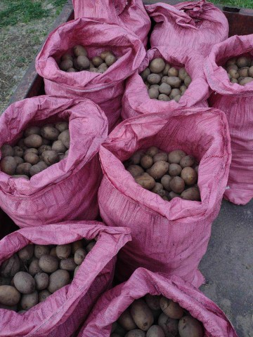 Ziemniaki do sadzenia