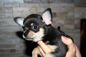Chihuahua błękitny piesek