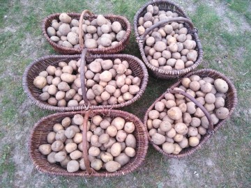 Ziemniaki, prawdziwa BRYZA, sadzeniaki i jadalne, 2zł / kg