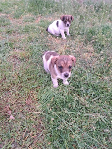 Dwie suczki Jack Russell Terrier