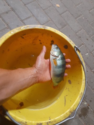 RYBY DO STAWU JESIOTR KARP WĘGORZ PSTRĄG KARP KOI KARAŚ LIN
