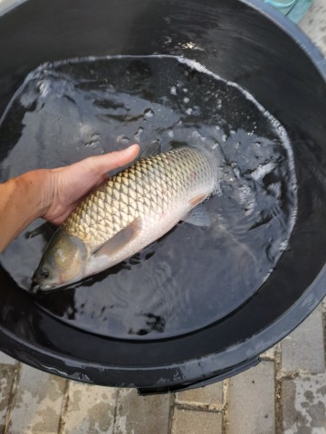 Żywe ryby Amura karp jesiotr tołpyga sum pstrąg