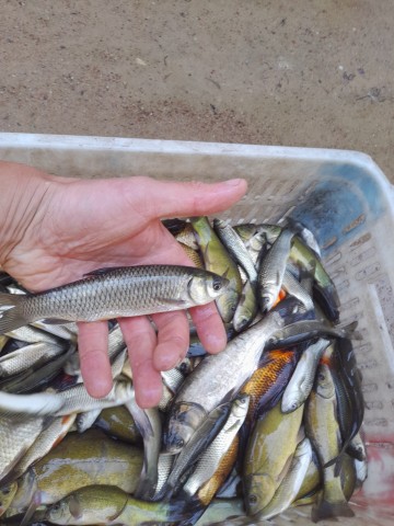 Żywe ryby do stawu amur lin karaś złoty kolorowy wzdręga