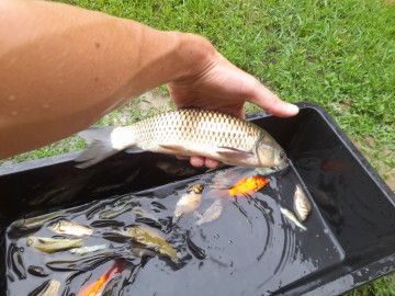 Żywe ryby Jesiotr albinos karaś kolorowy amur karp