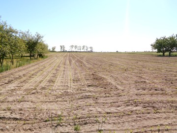Gmina Wilczyn – Dom z gruntem rolnym 1,74 ha