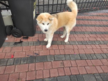 Sprzedam Akita Inu