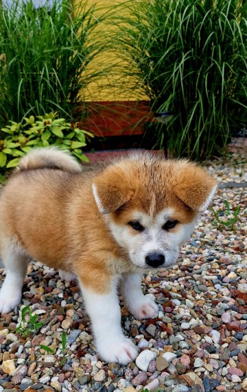 Sprzedam Akita Inu