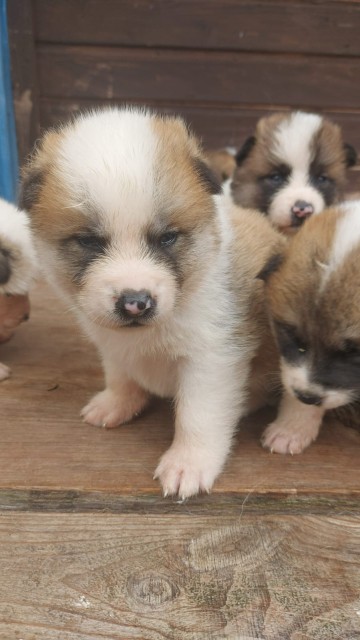 Sprzedam Akita Inu