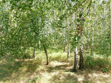 Okolice Ślesina/Skulska – Działki Budowlane