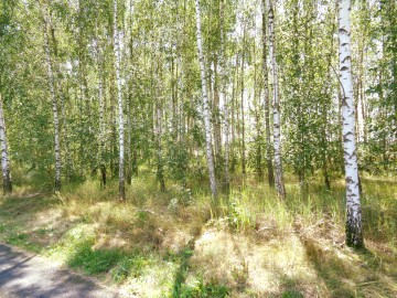 Okolice Ślesina/Skulska – Działki Budowlane