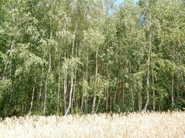 Okolice Ślesina/Skulska – Działki Budowlane