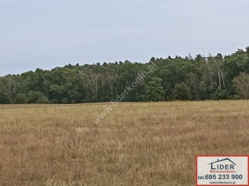 Sprzedam działki budowlane przy lesie w gm. Kazimierz Biskup