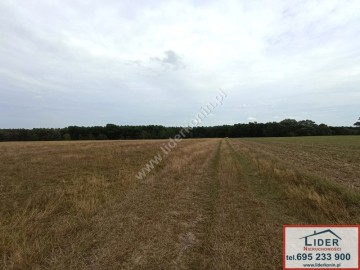 Sprzedam działki budowlane przy lesie w gm. Kazimierz Biskup