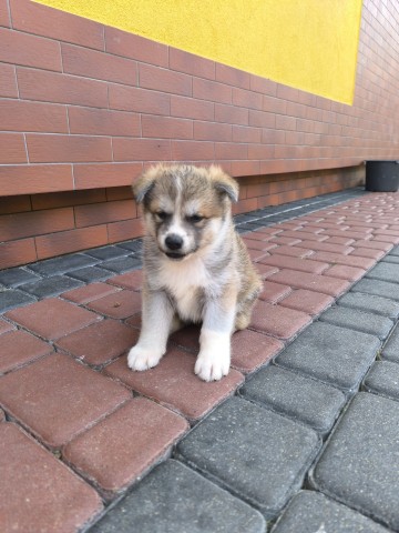 Sprzedam Akita Inu