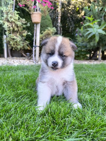 Sprzedam Akita Inu