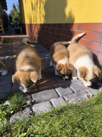 Sprzedam Akita Inu