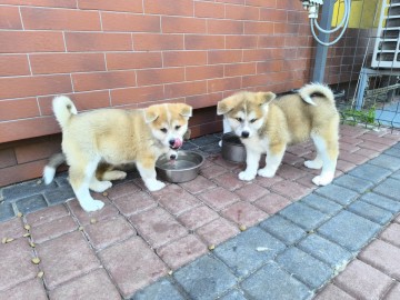 Sprzedam Akita Inu