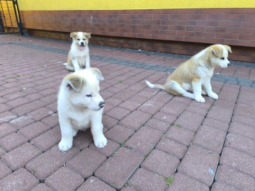 Sprzedam Akita Inu