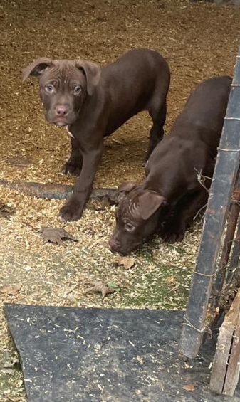 American Pit Bull Terrier Red Nose