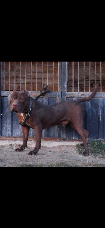 American Pit Bull Terrier Red Nose