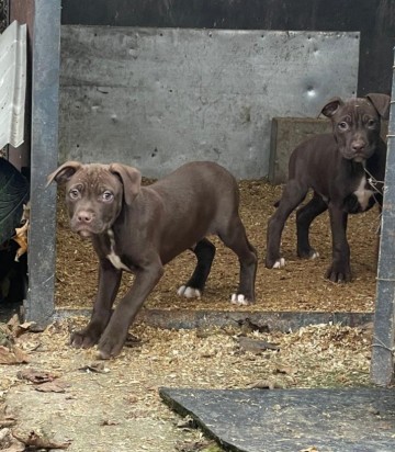 American Pit Bull Terrier Red Nose