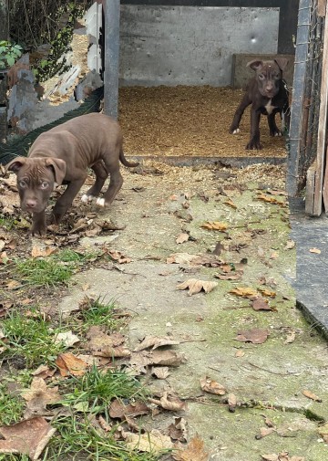 American Pit Bull Terrier Red Nose