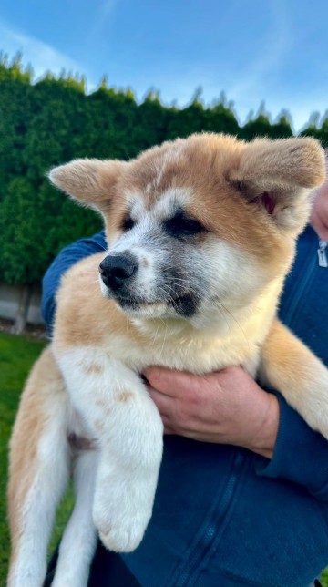 Sprzedam Akita Inu