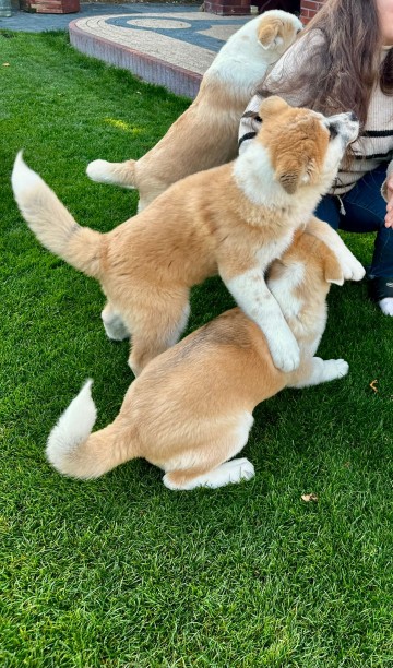 Sprzedam Akita Inu