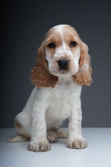 Cocker Spaniel - suczka dla dziecki z rodowodem