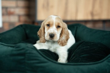 Cocker Spaniel - suczka dla dziecki z rodowodem